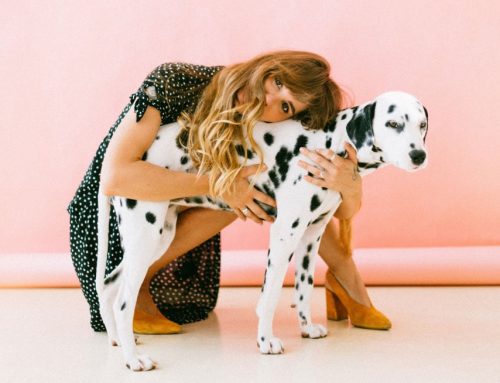 Como prevenir obesidad en perros y gatos