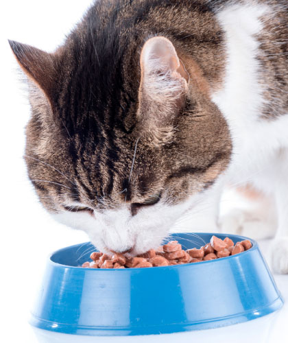 Alimento para gatos