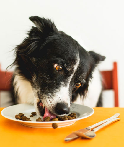 Alimentos para perros