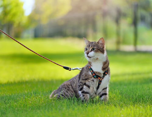 Pasear con un gato consejo para hacer más agradable el momento para su mascota